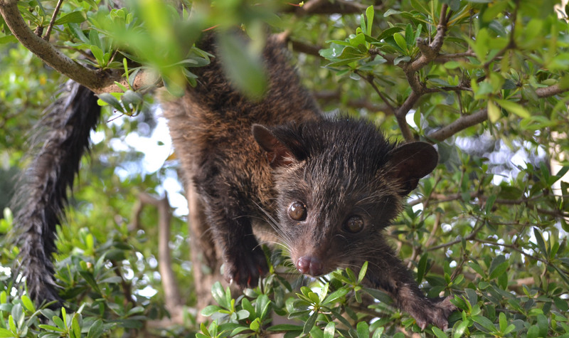 Asian palm civet (Paradoxurus hermaphroditus); DISPLAY FULL IMAGE.