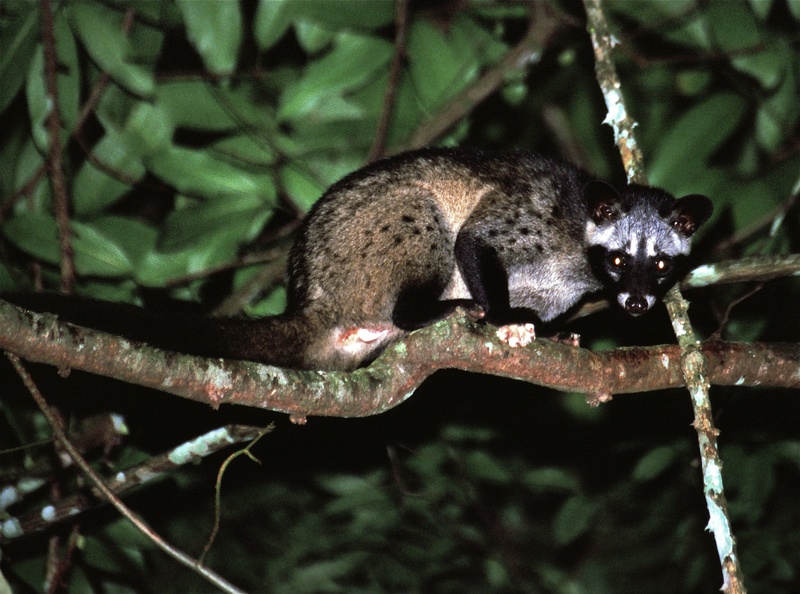 Asian palm civet (Paradoxurus hermaphroditus); DISPLAY FULL IMAGE.