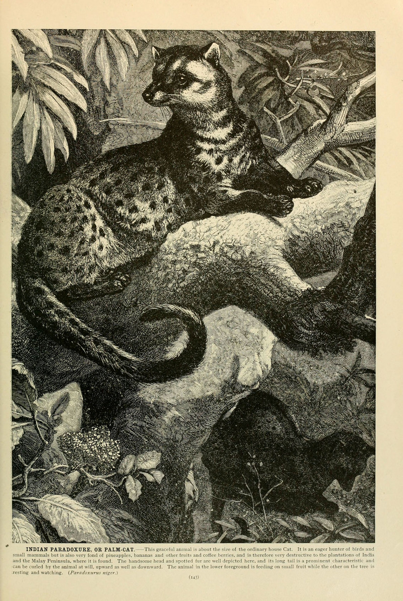 Asian palm civet (Paradoxurus hermaphroditus); DISPLAY FULL IMAGE.