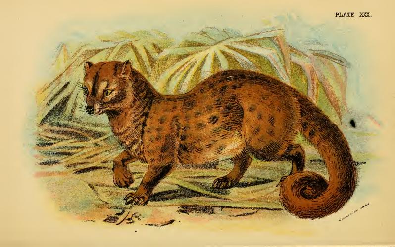 Asian palm civet (Paradoxurus hermaphroditus); DISPLAY FULL IMAGE.