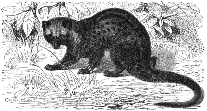 Asian palm civet (Paradoxurus hermaphroditus); DISPLAY FULL IMAGE.