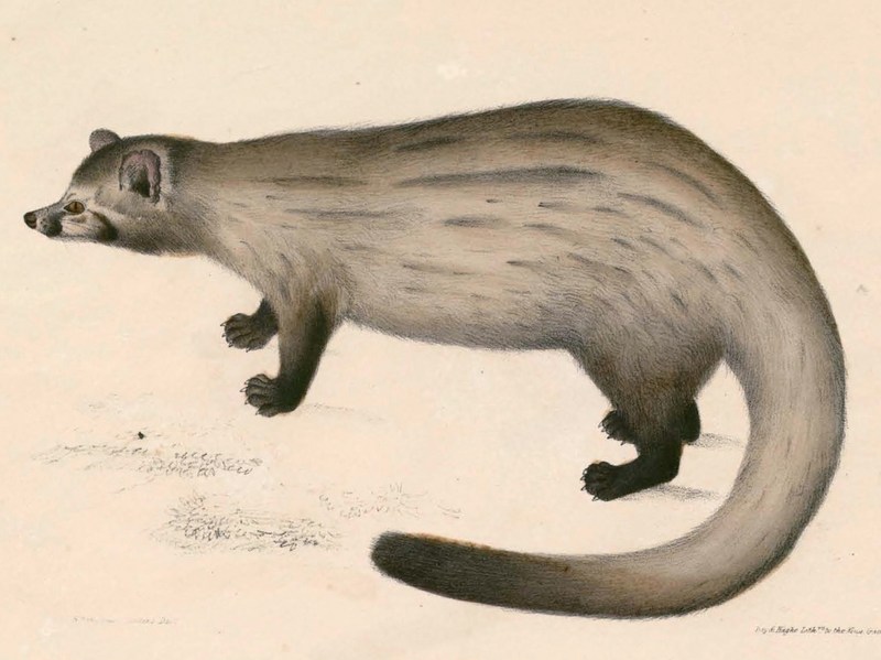 Asian palm civet (Paradoxurus hermaphroditus); DISPLAY FULL IMAGE.