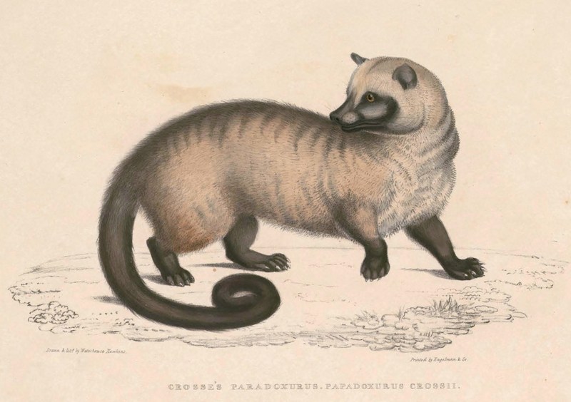 Asian palm civet (Paradoxurus hermaphroditus); DISPLAY FULL IMAGE.