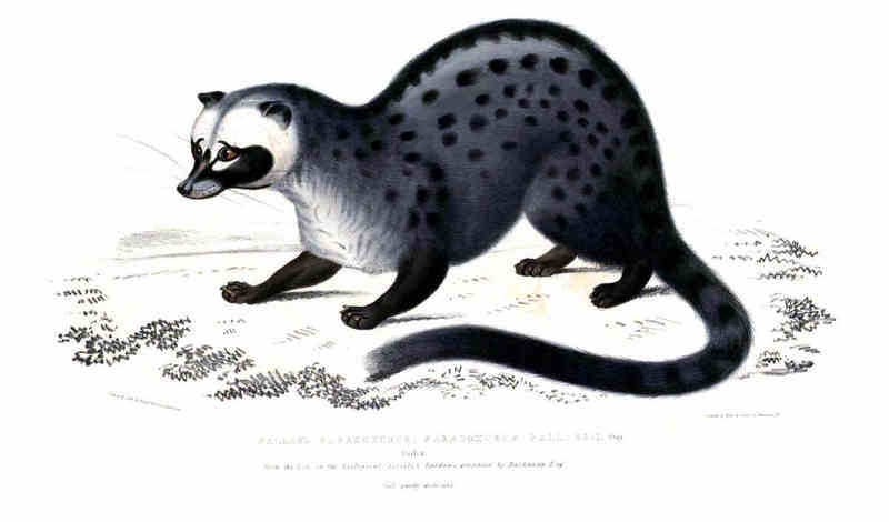 Asian palm civet (Paradoxurus hermaphroditus); DISPLAY FULL IMAGE.