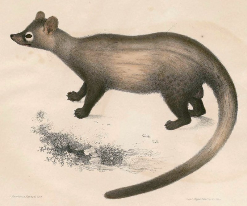 Asian palm civet (Paradoxurus hermaphroditus); DISPLAY FULL IMAGE.