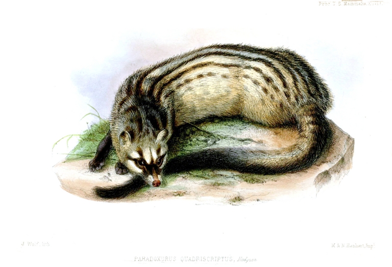 Asian palm civet (Paradoxurus hermaphroditus); DISPLAY FULL IMAGE.