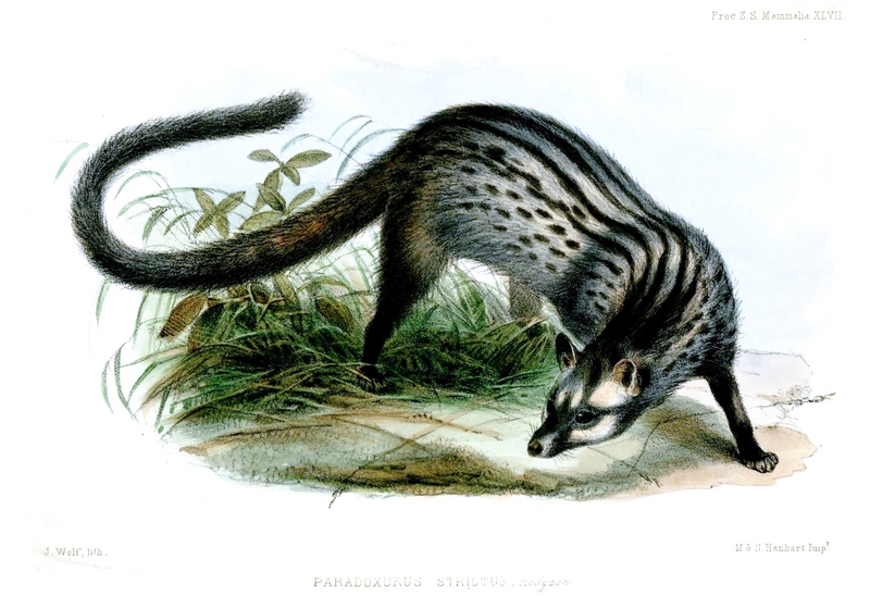 Asian palm civet (Paradoxurus hermaphroditus); DISPLAY FULL IMAGE.