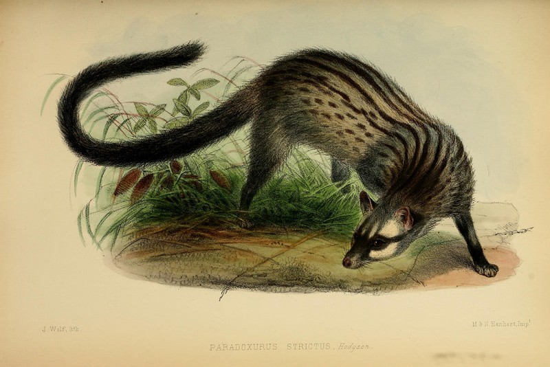 Asian palm civet (Paradoxurus hermaphroditus); DISPLAY FULL IMAGE.