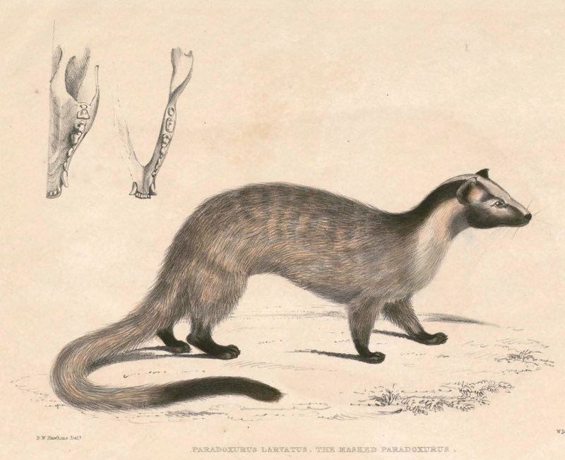 masked palm civet, gem-faced civet (Paguma larvata); DISPLAY FULL IMAGE.