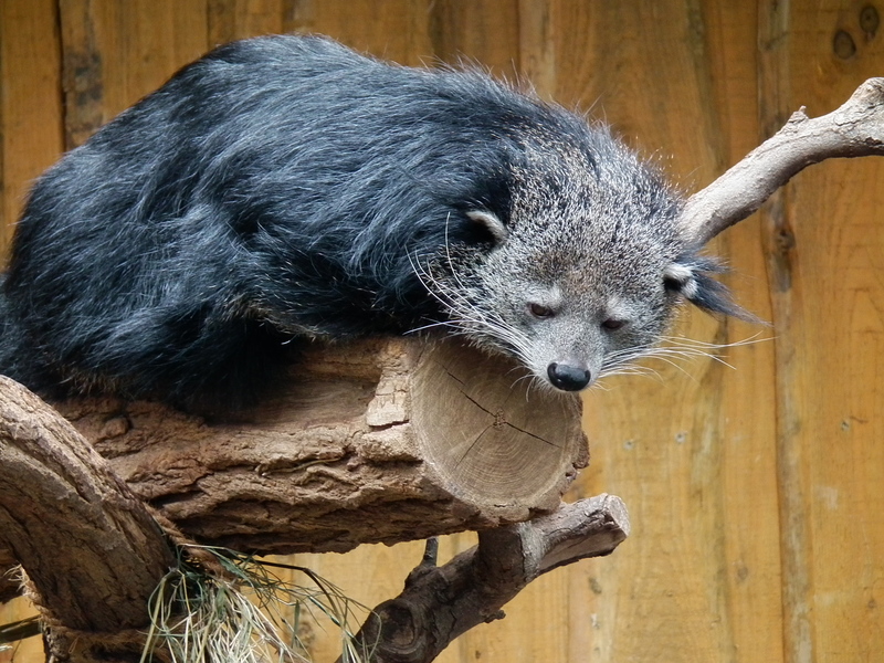 binturong, bearcat (Arctictis binturong); DISPLAY FULL IMAGE.