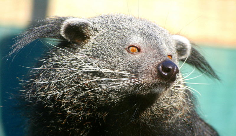 binturong, bearcat (Arctictis binturong); DISPLAY FULL IMAGE.