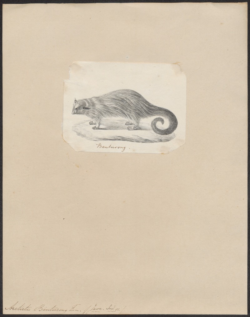 binturong, bearcat (Arctictis binturong); DISPLAY FULL IMAGE.