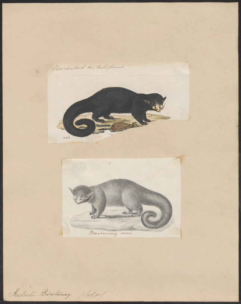 binturong, bearcat (Arctictis binturong); DISPLAY FULL IMAGE.