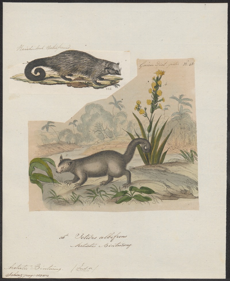binturong, bearcat (Arctictis binturong); DISPLAY FULL IMAGE.