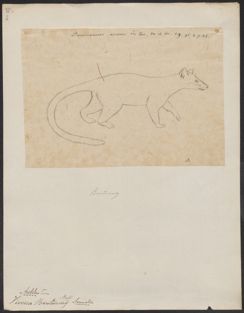 binturong, bearcat (Arctictis binturong); DISPLAY FULL IMAGE.