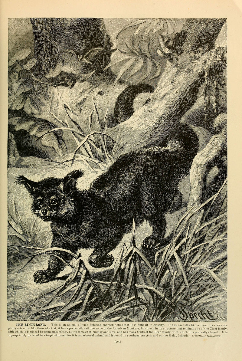 binturong, bearcat (Arctictis binturong); DISPLAY FULL IMAGE.