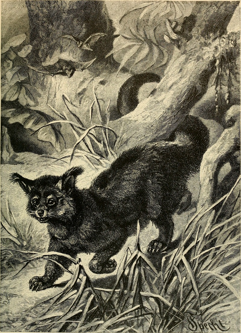 binturong, bearcat (Arctictis binturong); DISPLAY FULL IMAGE.