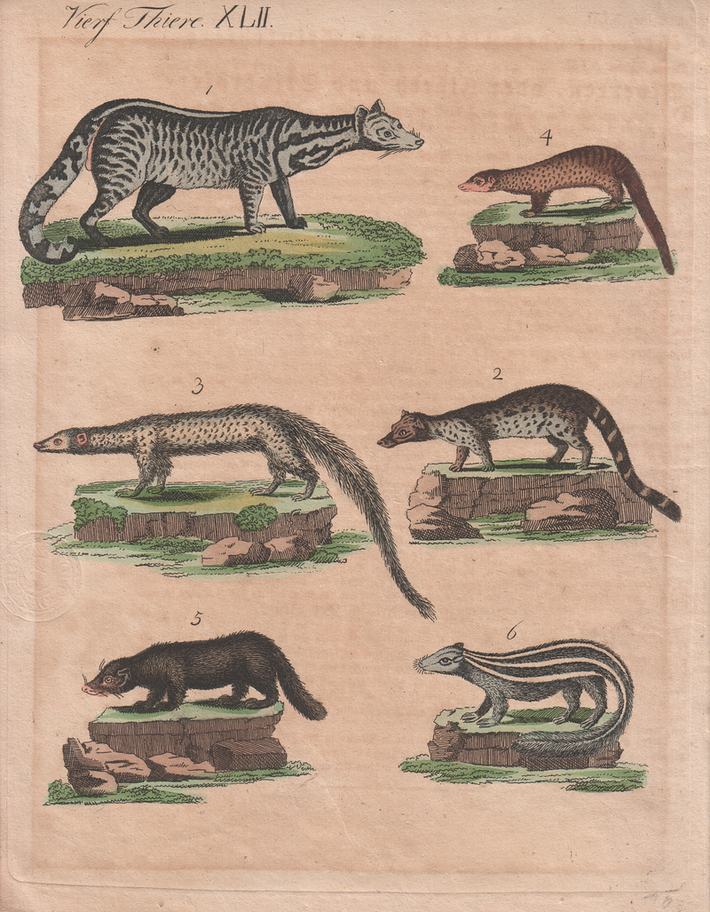binturong, bearcat (Arctictis binturong); DISPLAY FULL IMAGE.