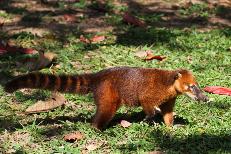 South American coati, ring-tailed coati (Nasua nasua); DISPLAY FULL IMAGE.