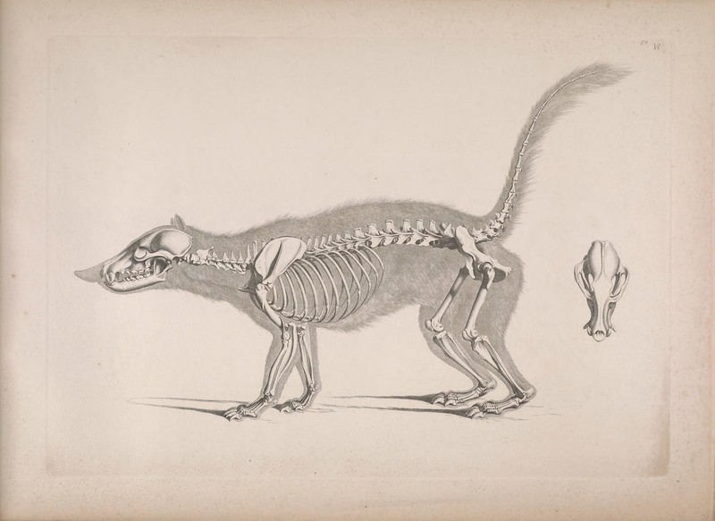 South American coati, ring-tailed coati (Nasua nasua); DISPLAY FULL IMAGE.