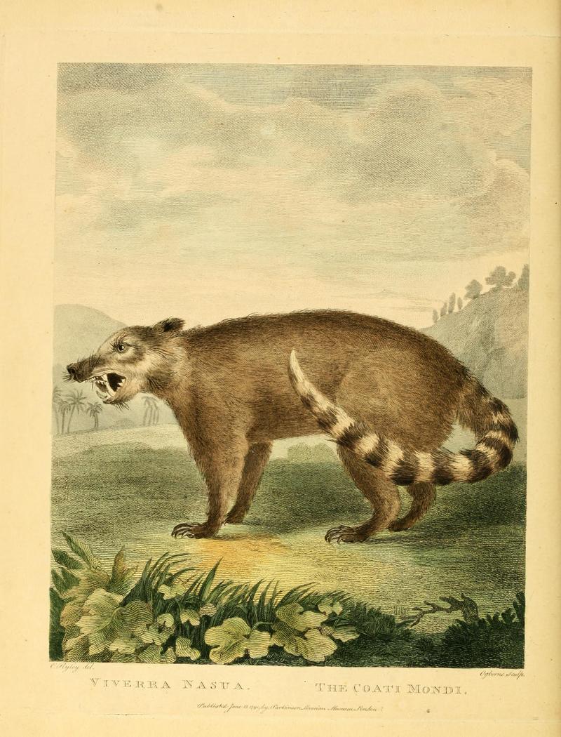 South American coati, ring-tailed coati (Nasua nasua); DISPLAY FULL IMAGE.