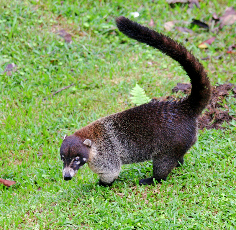 white-nosed coati (Nasua narica); DISPLAY FULL IMAGE.