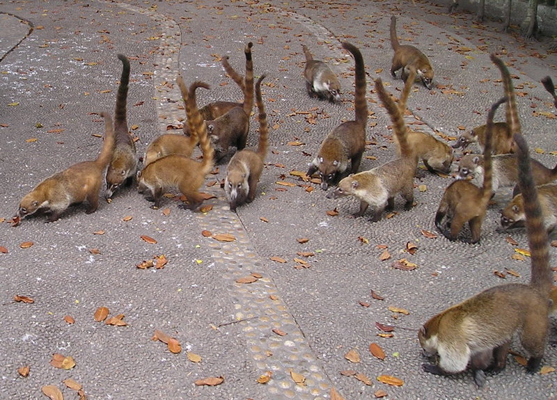 white-nosed coati (Nasua narica); DISPLAY FULL IMAGE.