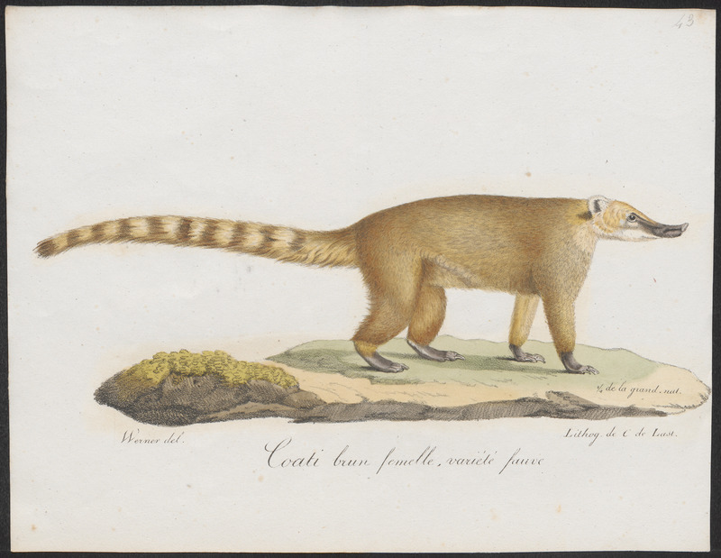 white-nosed coati (Nasua narica); DISPLAY FULL IMAGE.