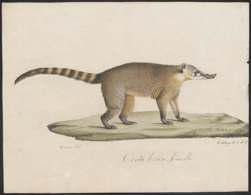 white-nosed coati (Nasua narica); DISPLAY FULL IMAGE.