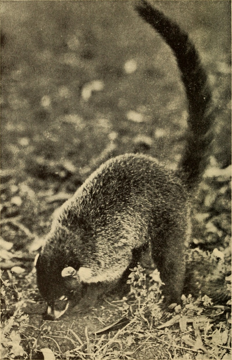 white-nosed coati (Nasua narica); DISPLAY FULL IMAGE.