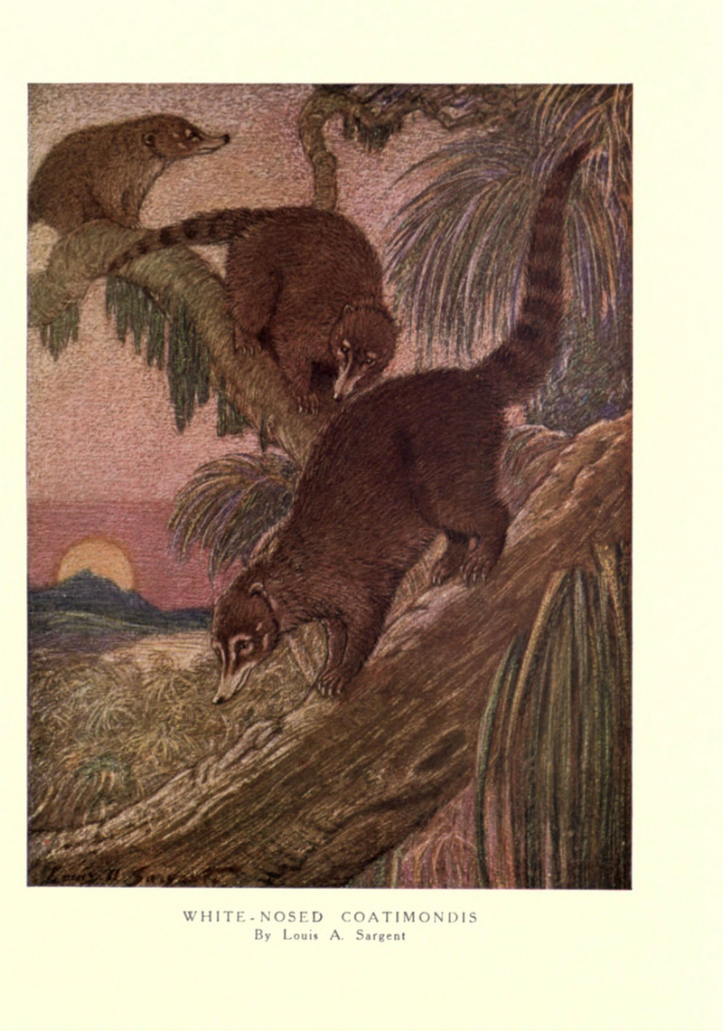 white-nosed coati (Nasua narica); DISPLAY FULL IMAGE.