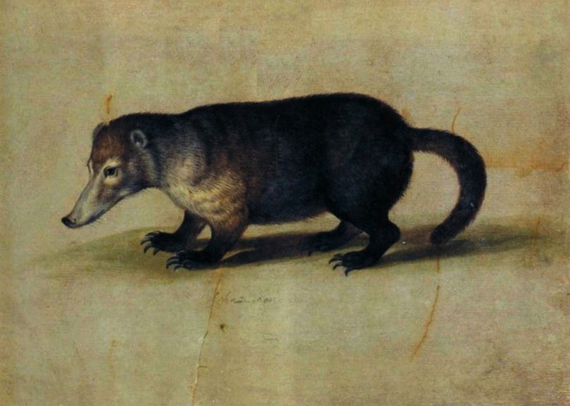 western mountain coati (Nasuella olivacea); DISPLAY FULL IMAGE.