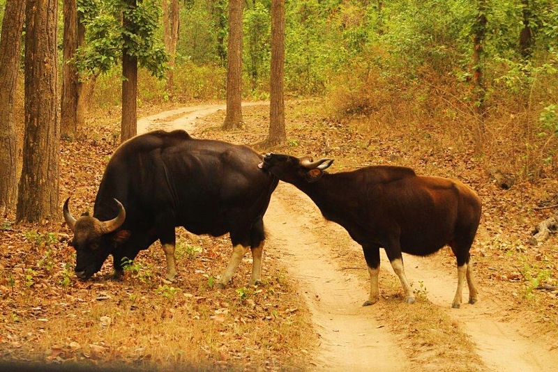 gaur (Bos gaurus); DISPLAY FULL IMAGE.