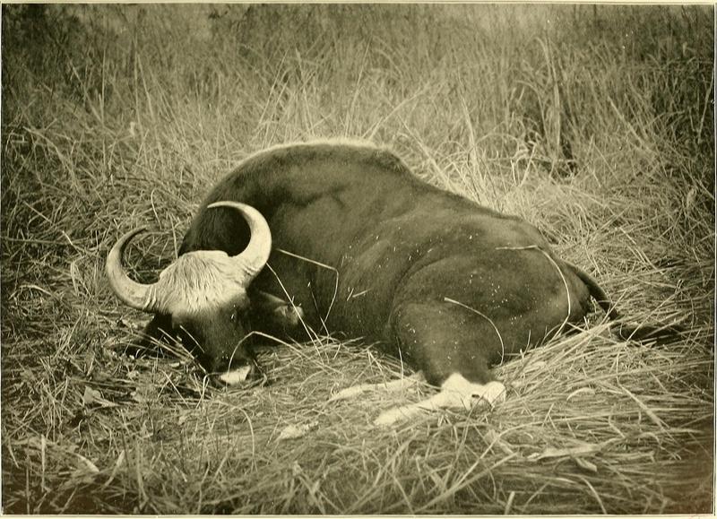 gaur (Bos gaurus); DISPLAY FULL IMAGE.