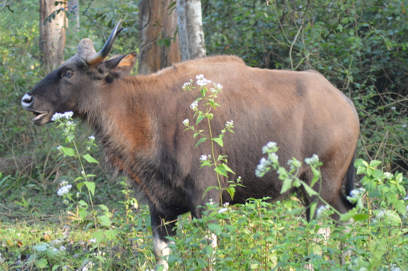 gaur (Bos gaurus); DISPLAY FULL IMAGE.