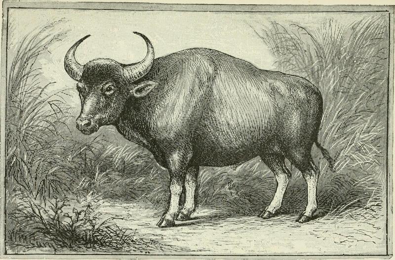 gaur (Bos gaurus); DISPLAY FULL IMAGE.