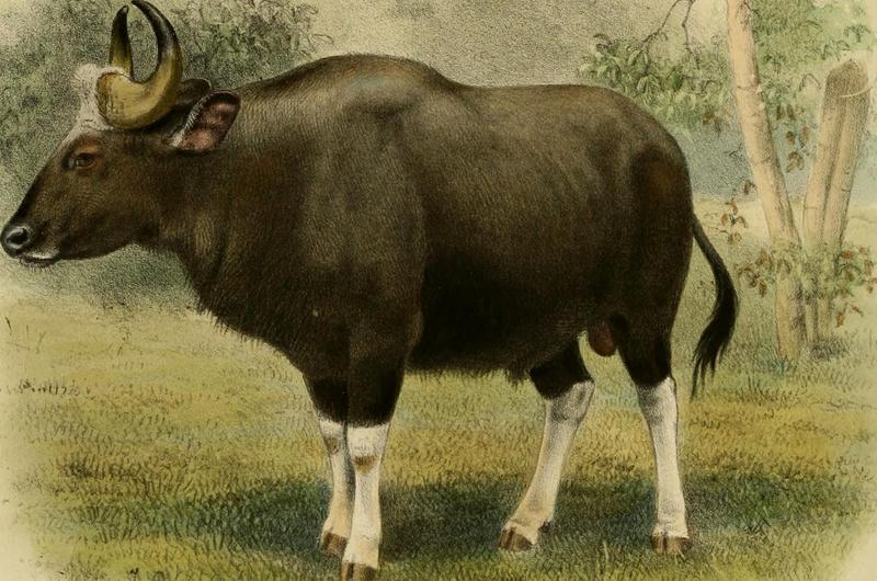 gaur (Bos gaurus); DISPLAY FULL IMAGE.