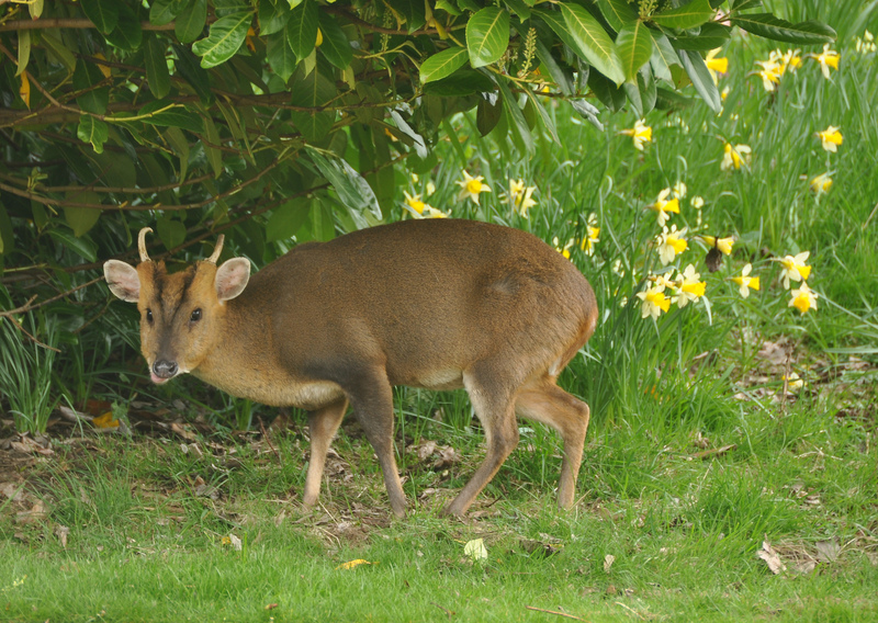 Reeves's muntjac (Muntiacus reevesi); DISPLAY FULL IMAGE.