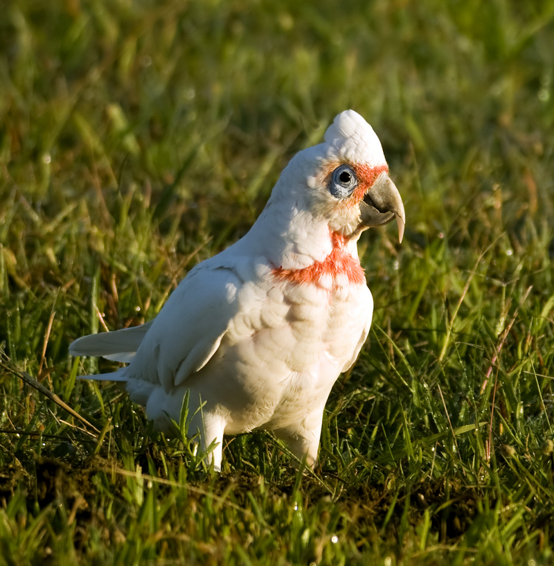 long-billed corella (Cacatua tenuirostris); DISPLAY FULL IMAGE.