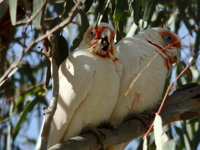 long-billed corella (Cacatua tenuirostris); DISPLAY FULL IMAGE.