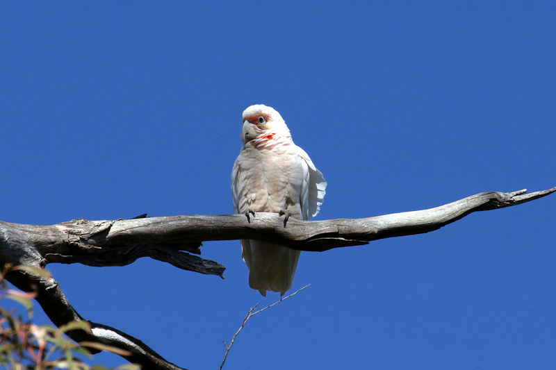 long-billed corella (Cacatua tenuirostris); DISPLAY FULL IMAGE.