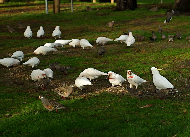 common bronzewing (Phaps chalcoptera), long-billed corella (Cacatua tenuirostris), sulphur-crested cockatoo (Cacatua galerita); DISPLAY FULL IMAGE.