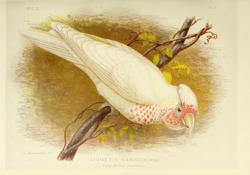 long-billed corella (Cacatua tenuirostris); DISPLAY FULL IMAGE.