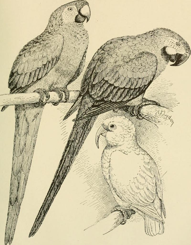 green-winged macaw (Ara chloropterus), blue-and-yellow macaw (Ara ararauna), long-billed corella (Cacatua tenuirostris); DISPLAY FULL IMAGE.