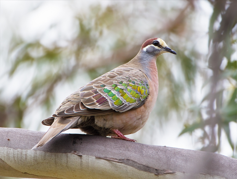 common bronzewing (Phaps chalcoptera); DISPLAY FULL IMAGE.