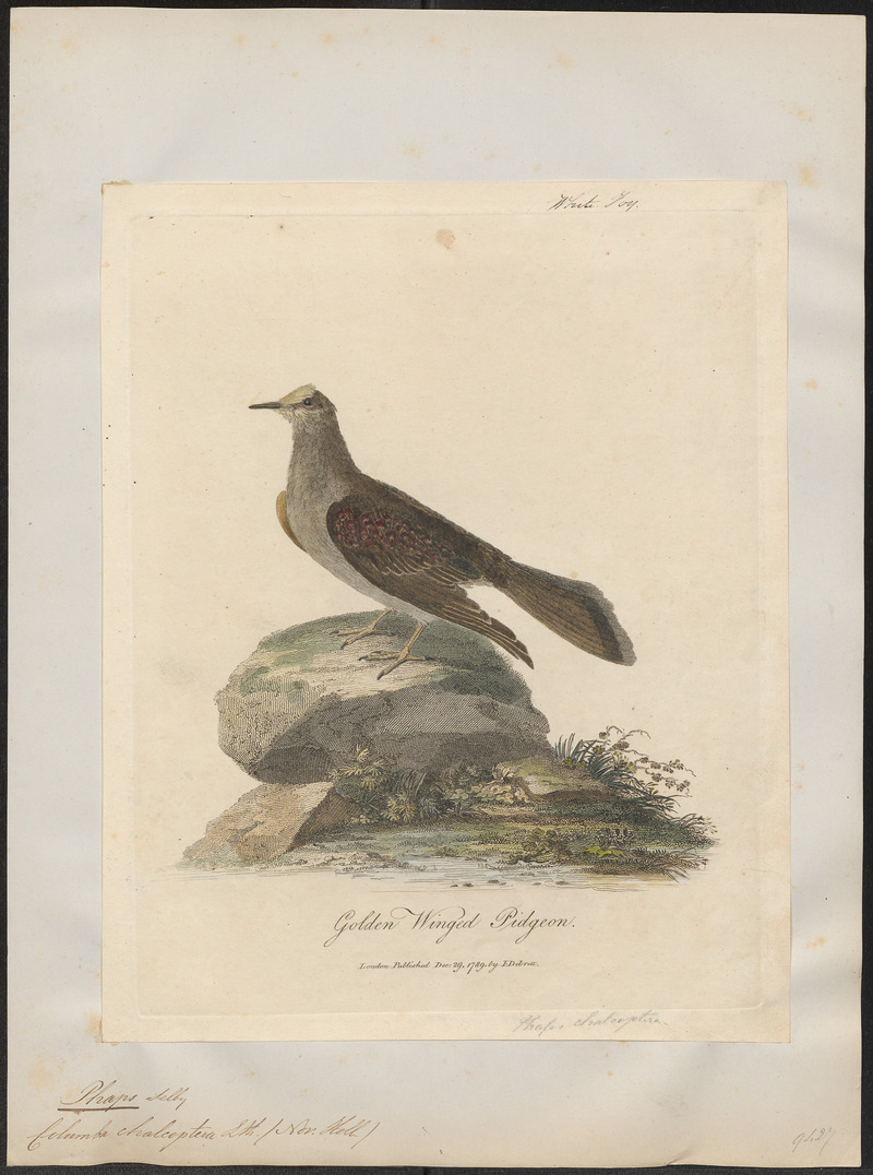 common bronzewing (Phaps chalcoptera); DISPLAY FULL IMAGE.