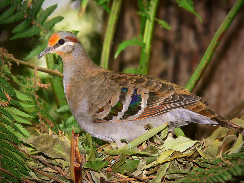 brush bronzewing (Phaps elegans); DISPLAY FULL IMAGE.