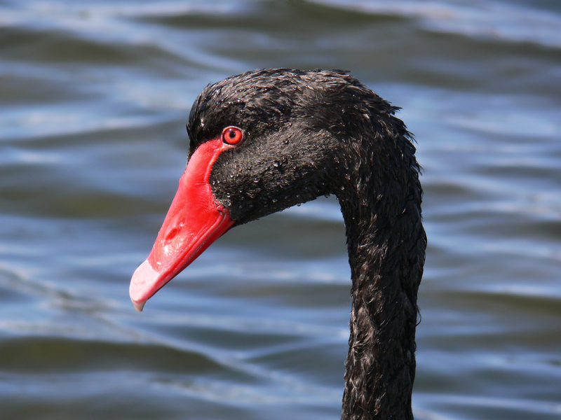 black swan (Cygnus atratus); DISPLAY FULL IMAGE.