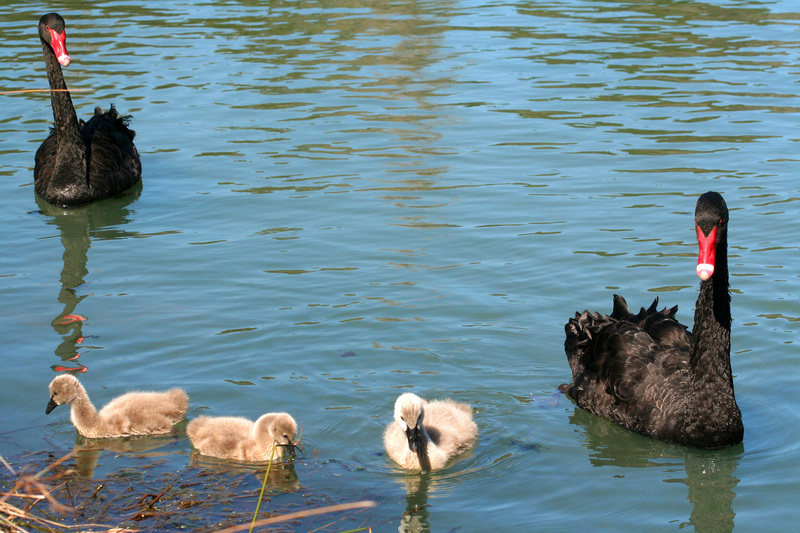 black swan (Cygnus atratus); DISPLAY FULL IMAGE.