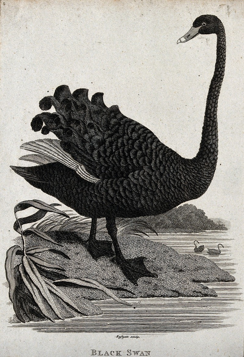 black swan (Cygnus atratus); DISPLAY FULL IMAGE.